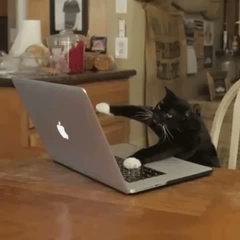 Typing Kitty GIF meme template