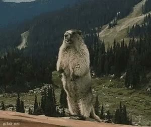 Yelling Beaver GIF meme template