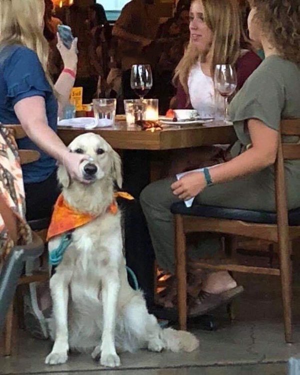 Holding Dog’s Mouth meme template