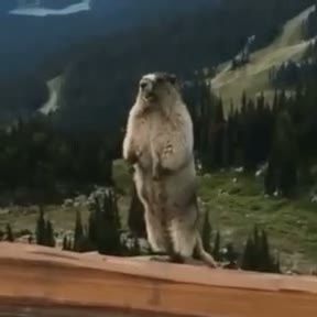 screaming gopher GIF meme template