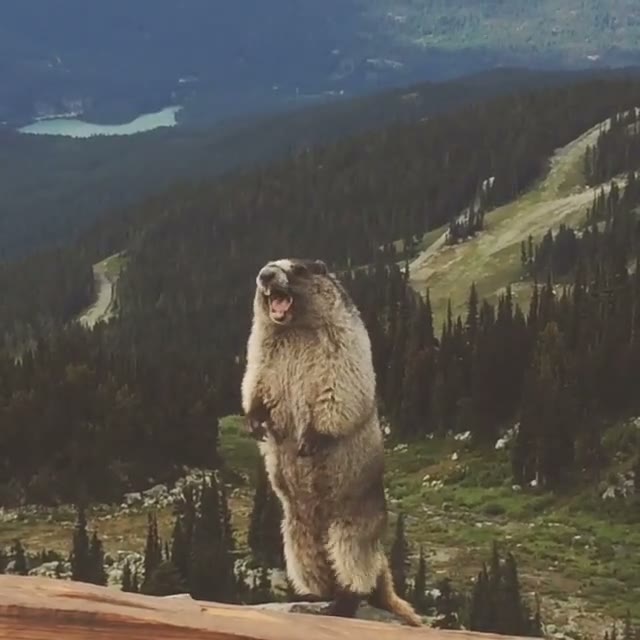 Screaming Marmot GIF meme template