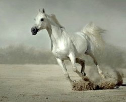 Horse Running meme template