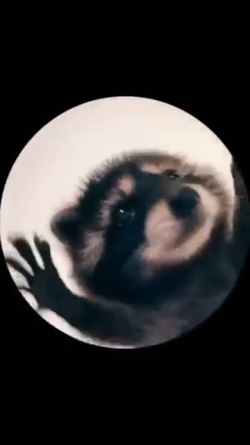 pedro racoon GIF meme template