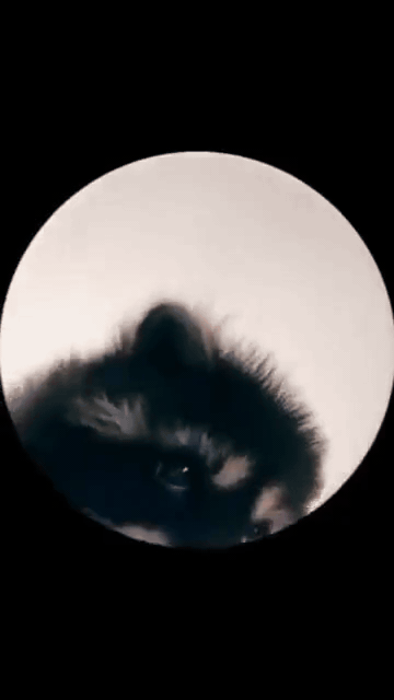 pedro racoon GIF