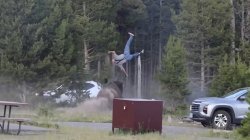 Yellowstone Bison Attack meme template